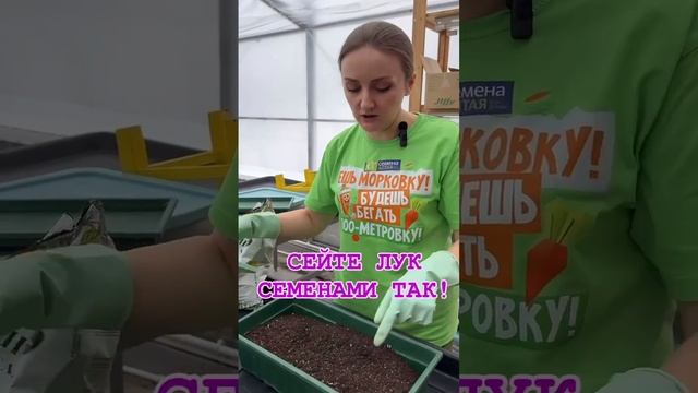 Как вырастить большой лук.