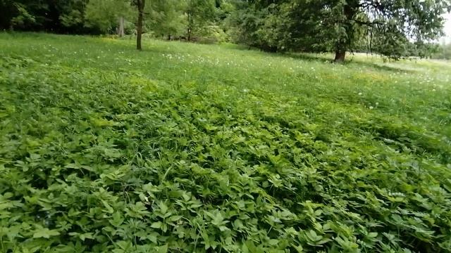 30.05.2025.Усадьба Парк Кино Ляхово. Парк Кошек. Домодедово.Обзор Усадьбы Парка Ляхово.Московская