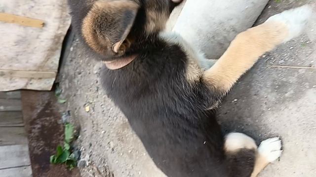 просто щенок Рекс.
