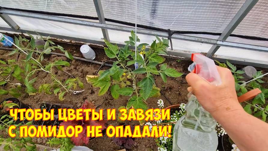 Подсеяли газон. Обзор цветочных всходов. Обработка и мульчирование помидор в теплице