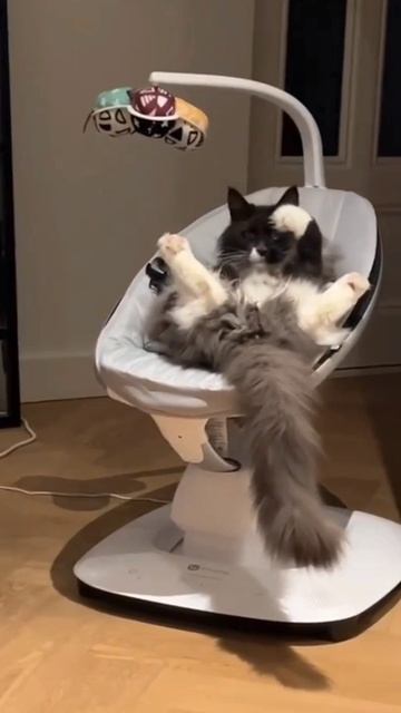Животные балдеют