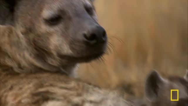 Species Smackdown (Full Episode) | Ultimate Rivals: Cat v. Dog | Nat Geo Animals
