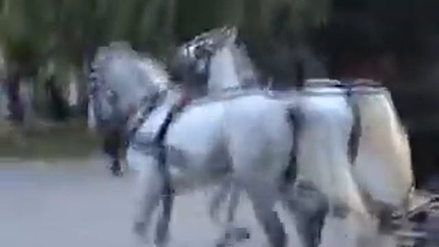 Zarkovac (Ima jedan kucerak  u Sremu)