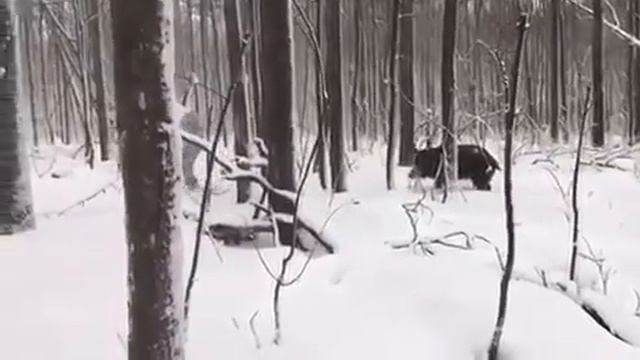 Как профи на кабана охотился...