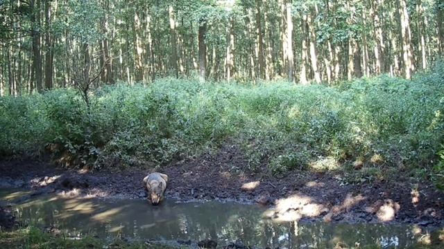 Видео 🐺 фотоловушки