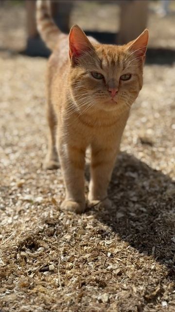 Котики 🧡🖤