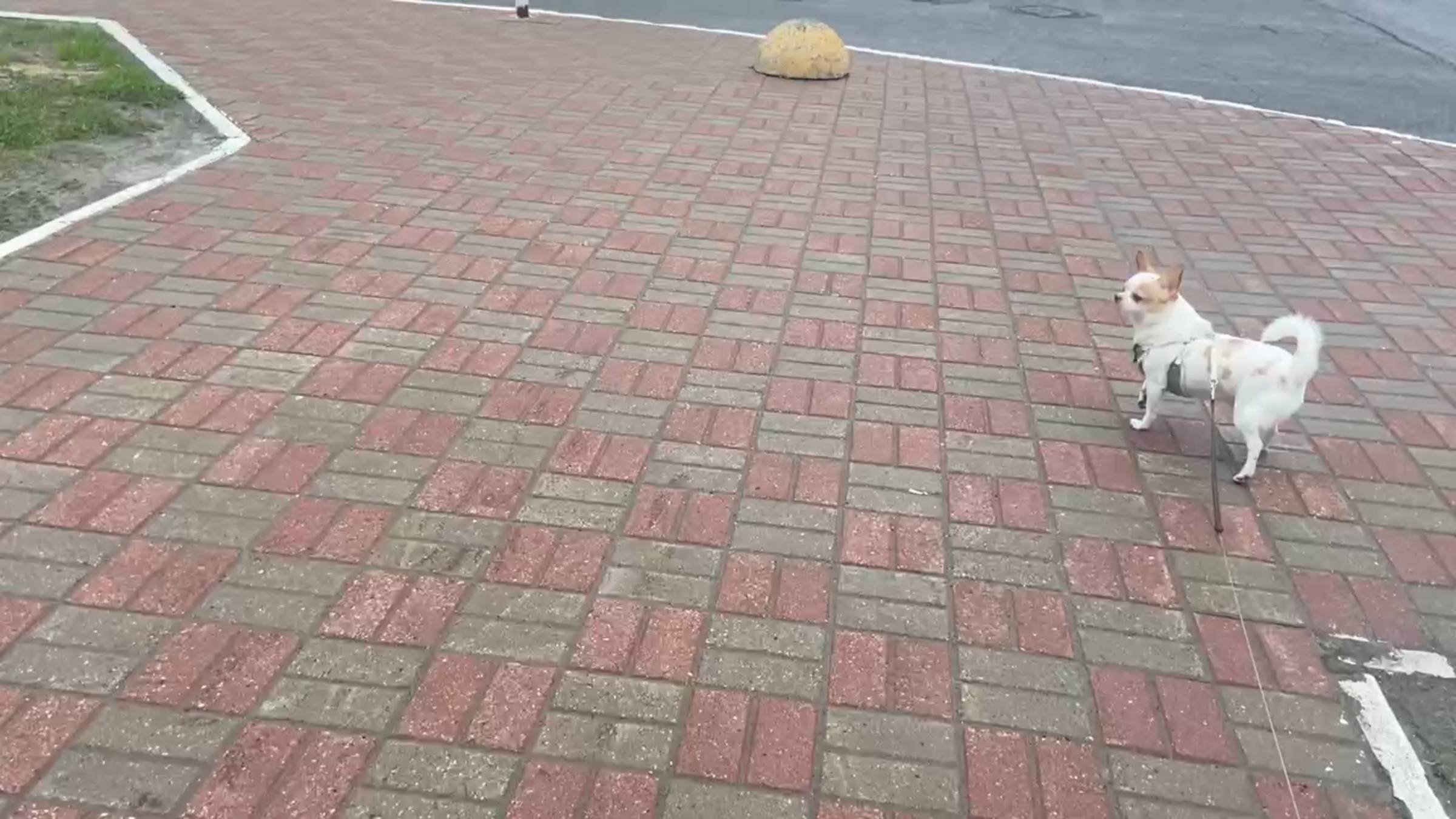 Ничего не помогает... Начинаем лечение заново!