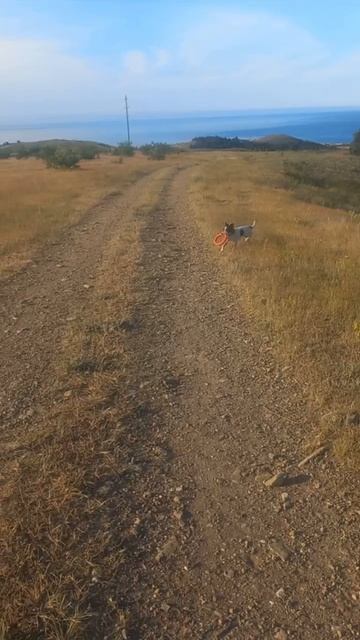 Малышка Тори ждёт своих владельцев.  
Вес около 5-6 кг. Подробности в описании.