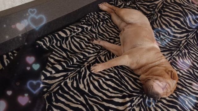 Шарпей-плюшевый медвежонок И даже котики им завидуют🙃