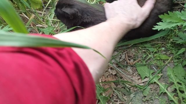 Чёрный кот ВАСЯ