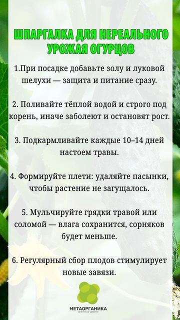 Шпаргалка для нереального урожая огурцов