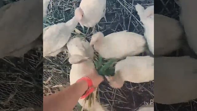 Индюки тусовщики