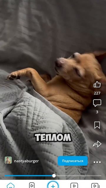 любите❤ собак❤🔥