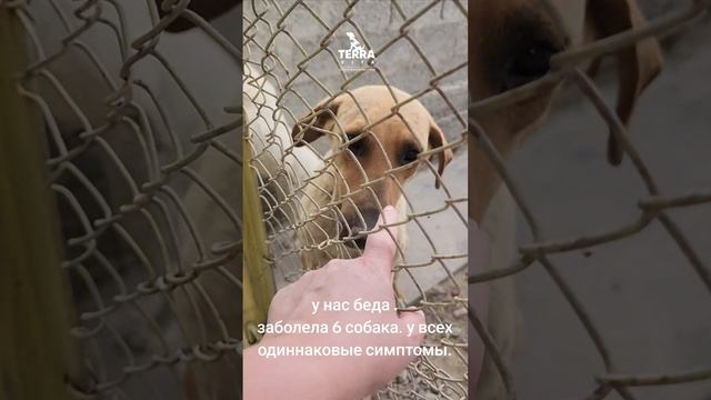 болеют наши собаки