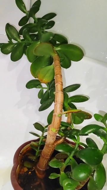 МУСОРКА расцвела.Что нашла?