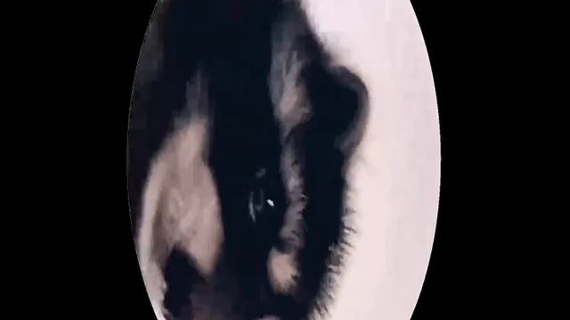 ПЕДРО-ЕНОТ ТАНЦУЕТ