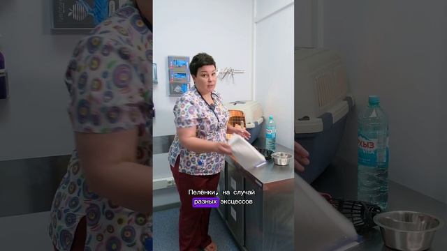 Путешествие с питомцем — что важно знать? Советы ветеринара перед отпуском