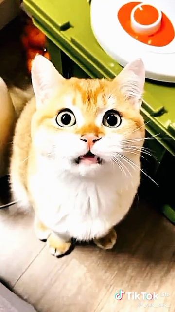 cat могет