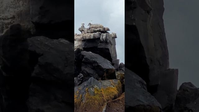 Эквадор,Галапагосские острова,Изабелла,морские котик