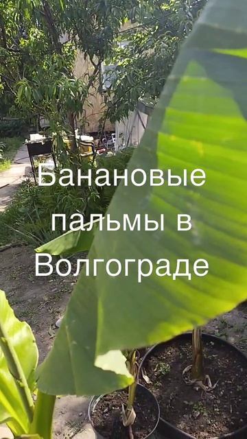 Как растут банановые пальмы в Волгограде