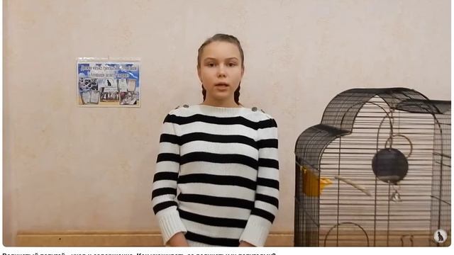 Волнистый попугай - уход и содержание. Как ухаживать за волнистыми попугаями?