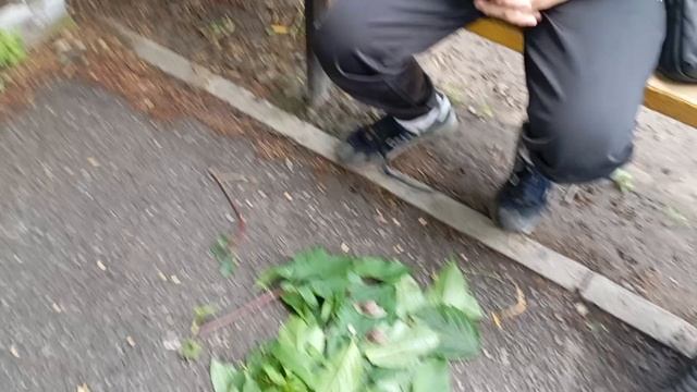 нашли улиток