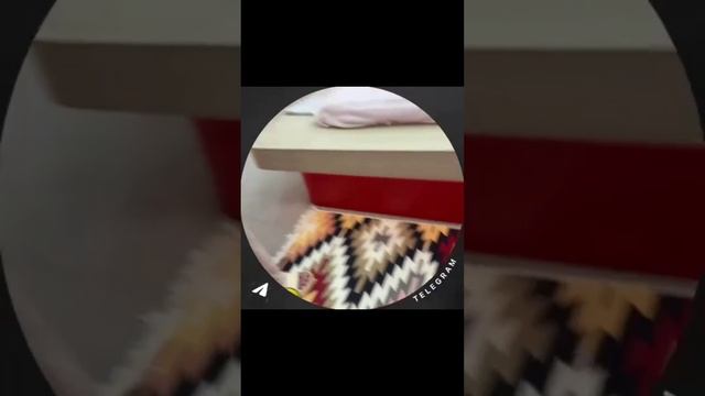 Малыш играет в ведущего и разговаривает на взрослые темы 🤭