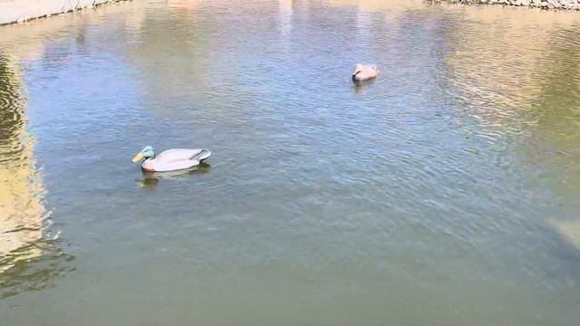 Движение чучел на воде при ветре 3-4 м.с.