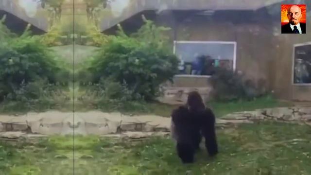Гигантская горилла в деле. На что способны гориллы в ярости.
