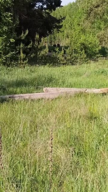 Лоси пасутся