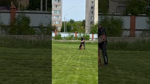 3 Отл. ISOR v. Zisawinkel ++- №7 / КЧК УФА 17 мая`25 Н.Морева Моно немецких овчарок