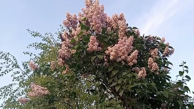 Сирень цветёт! Птицы поют! Ляпота 😊
