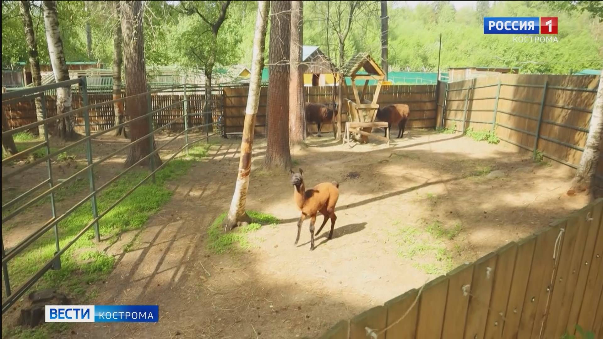 В Костромском зоопарке на свет появились детеныши северного оленя и ламы