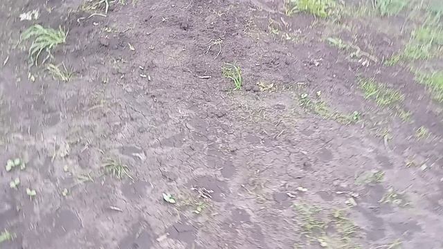 Последние майовки ... Подводим итоги на конец весны...
