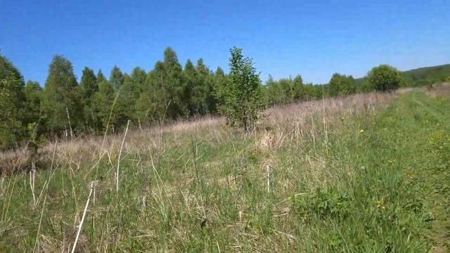22.05.2025 11:52 четверг. мелкая живность и красоты природы на знакомом пути к деревне Астафьево.