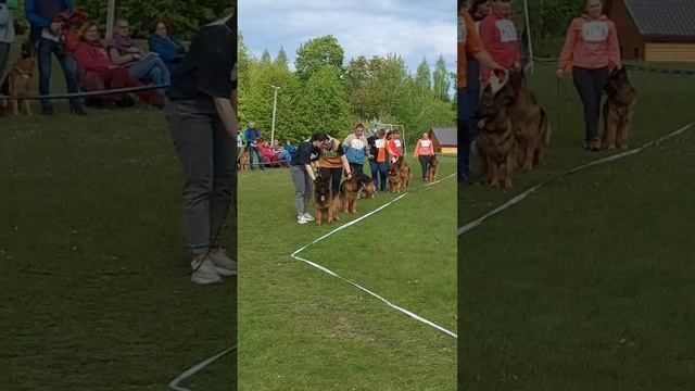 РАБОЧИЙ СУКИ ДШ / КЧК+ БОРИСОВ (BY) 17 мая`25 M.Jovovic Моно немецких овчарок