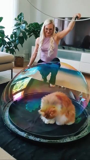 Котик в мыльном пузыре 👍🫧😻❤️