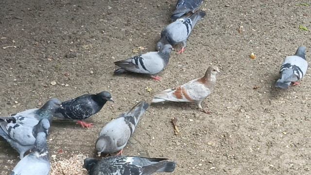 Будни в голубиной столовой.И играть успевают и поесть🐦🐦