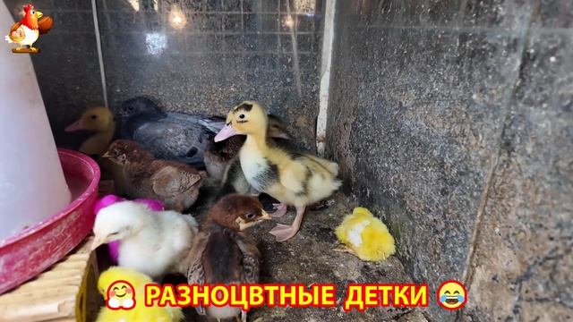 Цыплята и утята милые пушистики растут на радость хозяину (4)