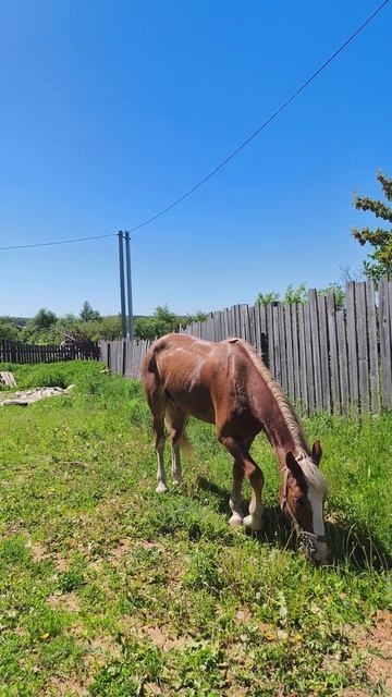 Каспер обедает.
