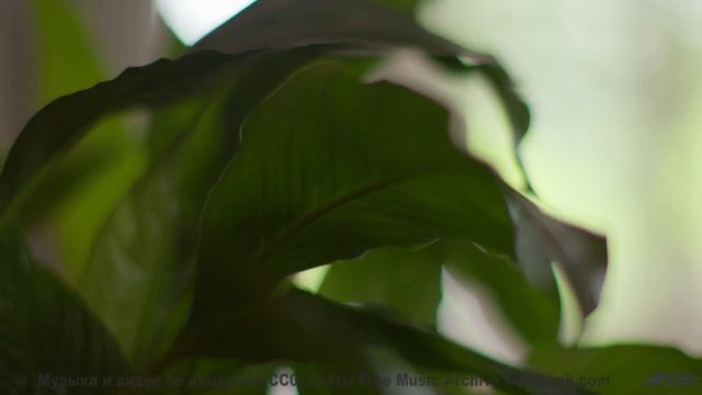 Трек, который звучит так, будто он написан для поцелуев! - My Soul -- Mack Aroni -- Lowfi Spirit