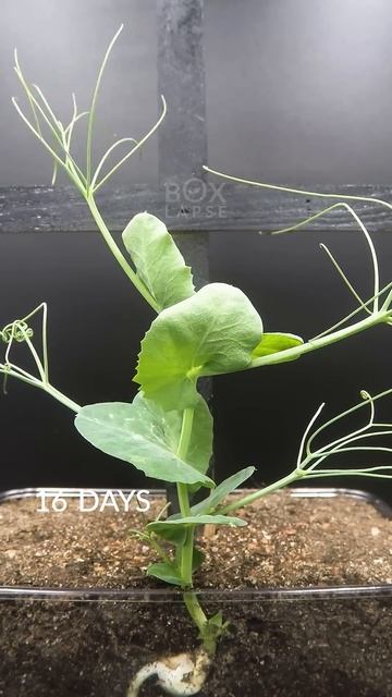30 Days in 43 Seconds - PEA Time-lapse