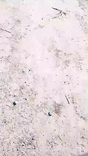 VID-20250316-WA0008.mp4