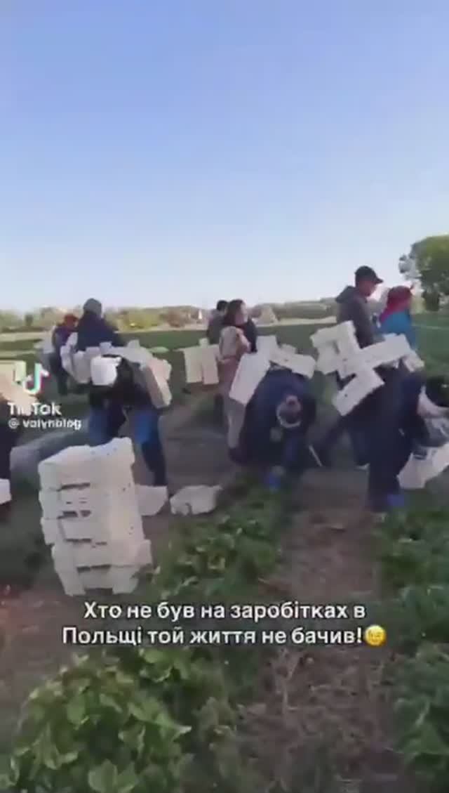 Стартовал сезон сбора клубники в Польше.