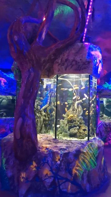 VID_20240612_113640