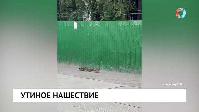 Утиное нашествие