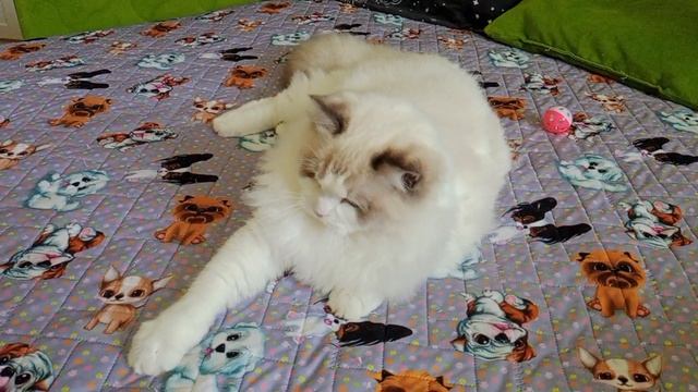 Регдолл 7.5 месяцев.mp4