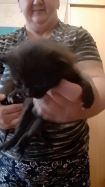 Мои котятки