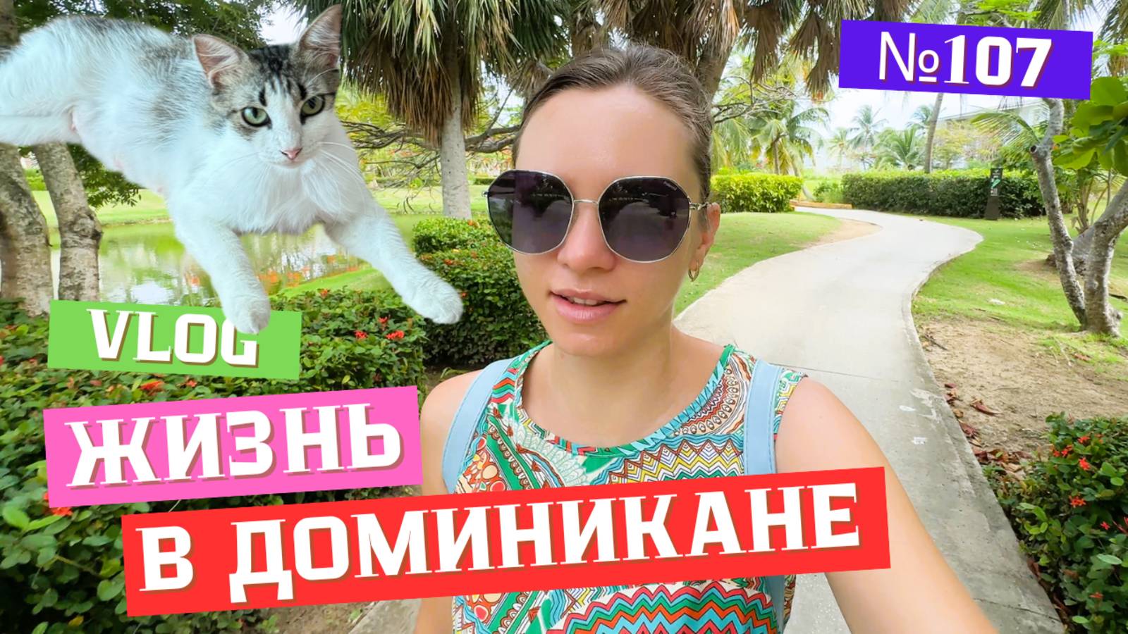 Сколько стоит стерилизовать кошку в Доминикане? | Миссия выполнена