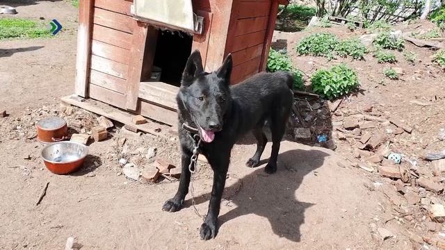Спасатели Сыктывкара спасли пса, застрявшего на другом берегу Сысолы